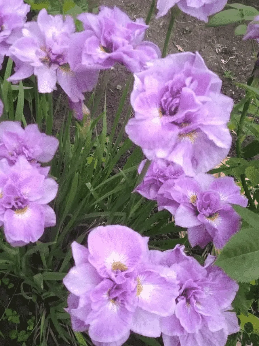 Ирис сибирский Pink Parfait