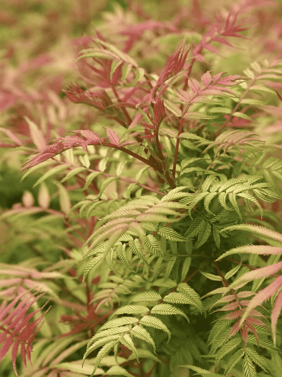 Рябинник рябинолистный Sem Рябинник рябинолистный Sem