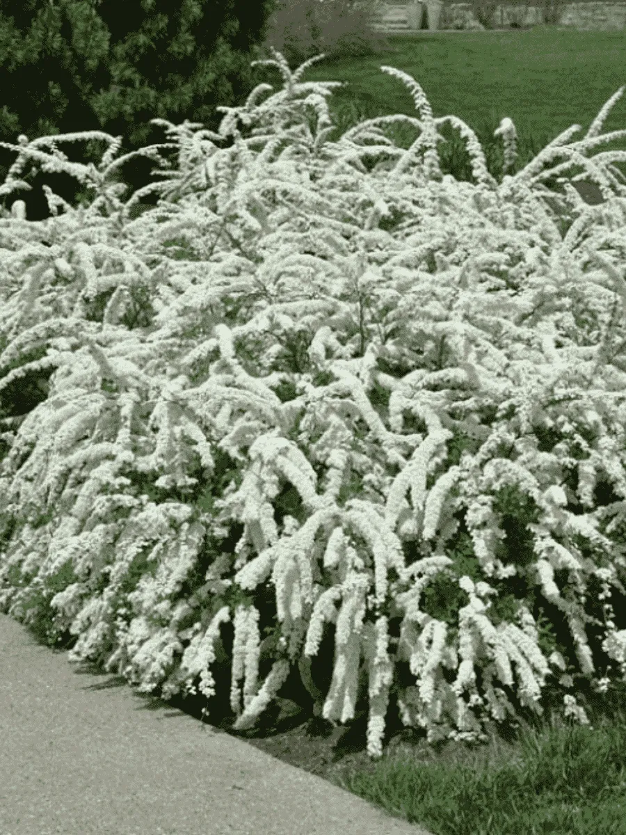 Спирея серая Grefsheim