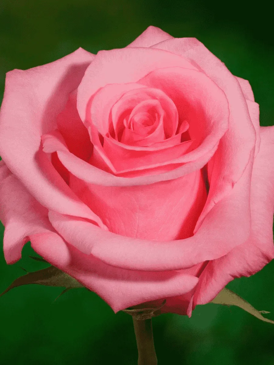 Роза чайно-гибридная OPALA