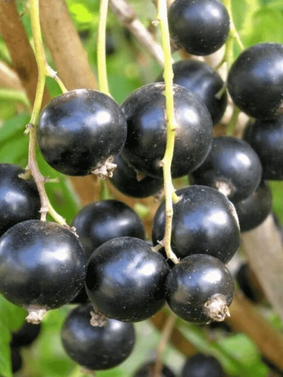 Смородина черная Пигмей Смородина черная Пигмей