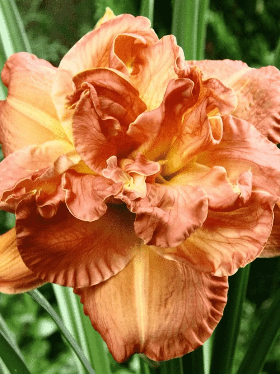 Лилейник Candlelight Dinner