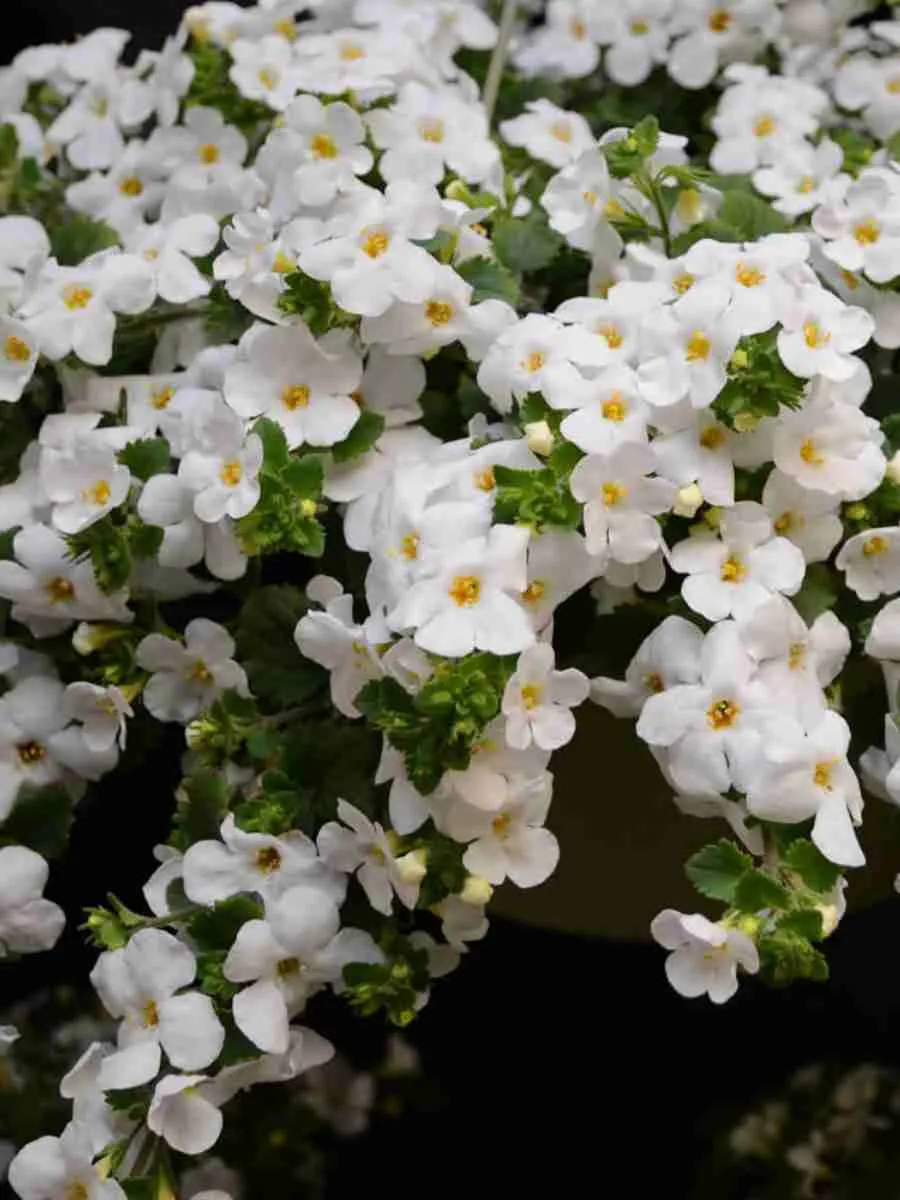 Бакопа Бакопа