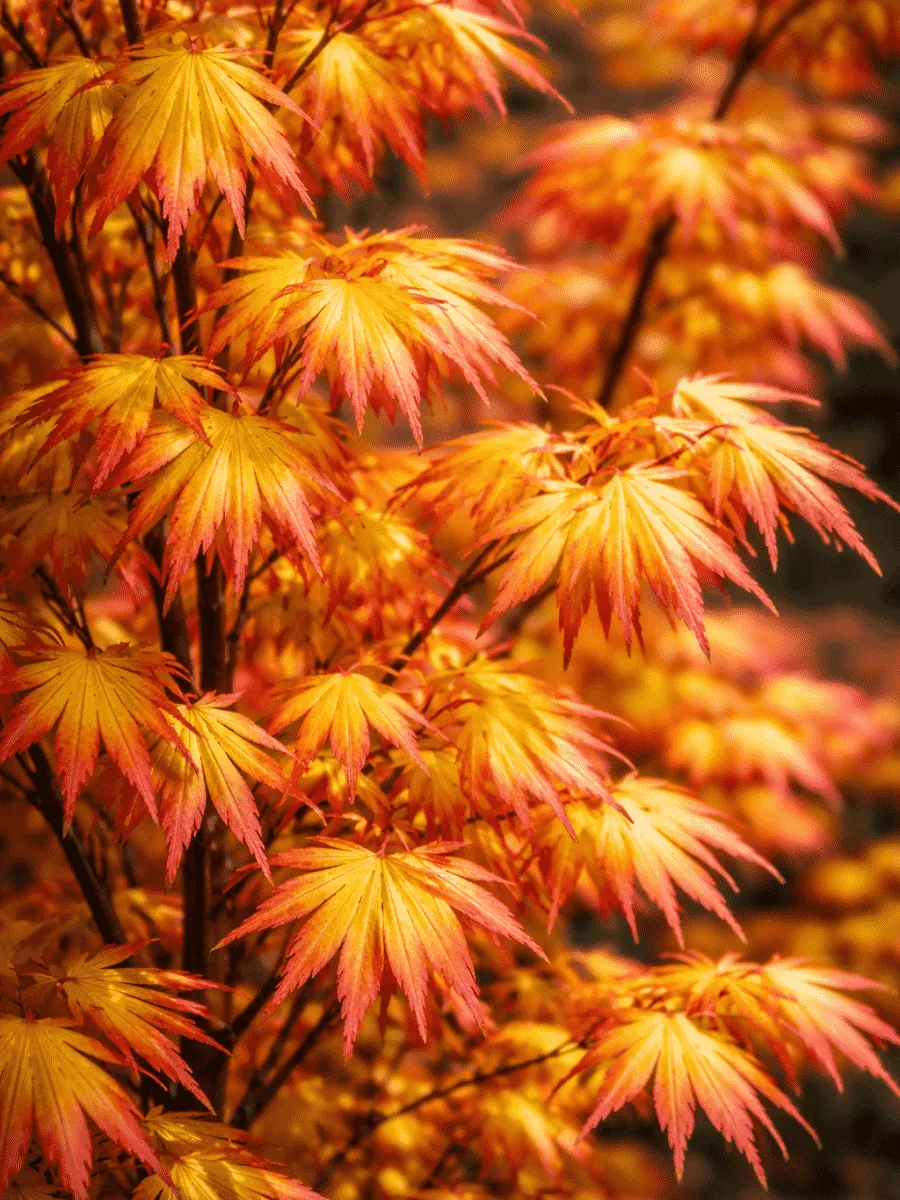 Клен веерный Orange Dream