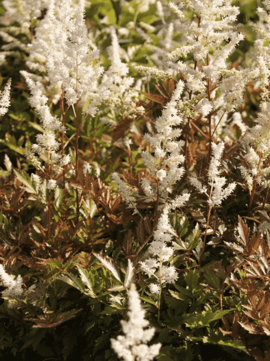 Астильба японская Bronzelaub Астильба японская Bronzelaub