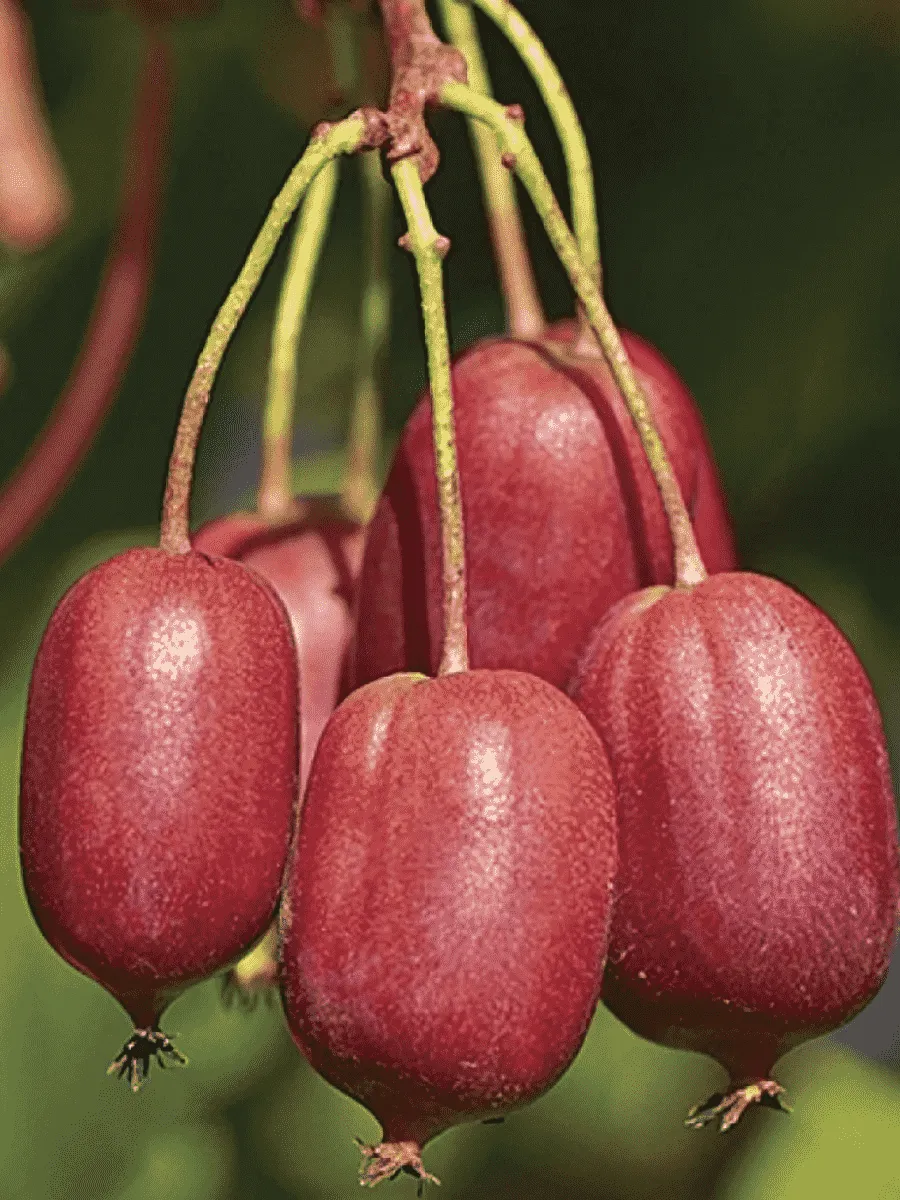 Актинидия Аргута Scarlet September Kiwi Актинидия Аргута Scarlet September Kiwi