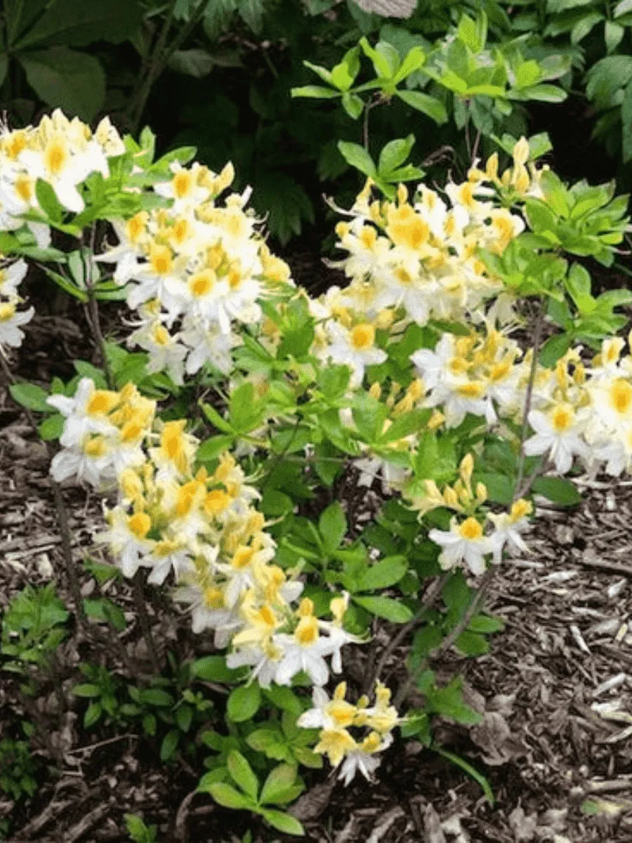 Азалия Northern Hi Lights Азалия Northern Hi Lights