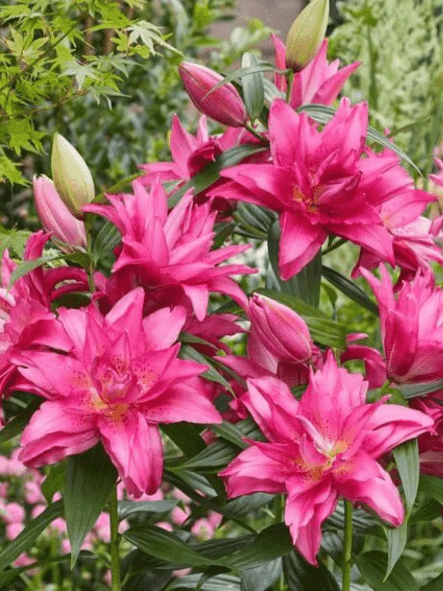 Лилия Roselily Floretta