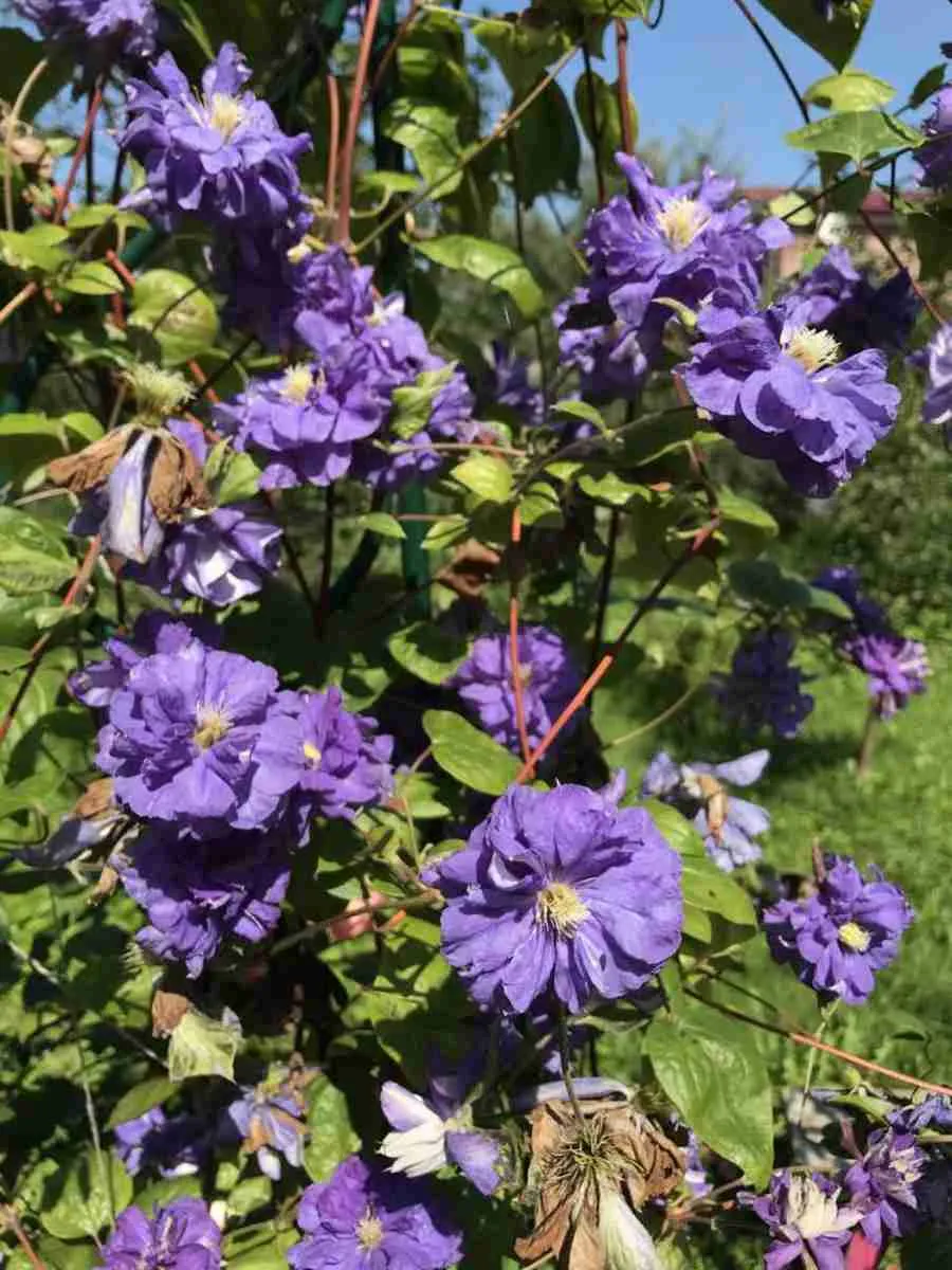 Клематис гибридный Floral Dance