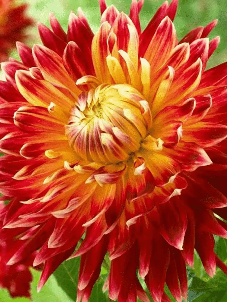 Георгина Akita