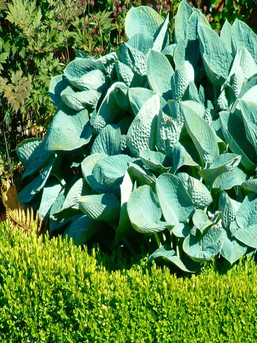 Хоста Big Daddy