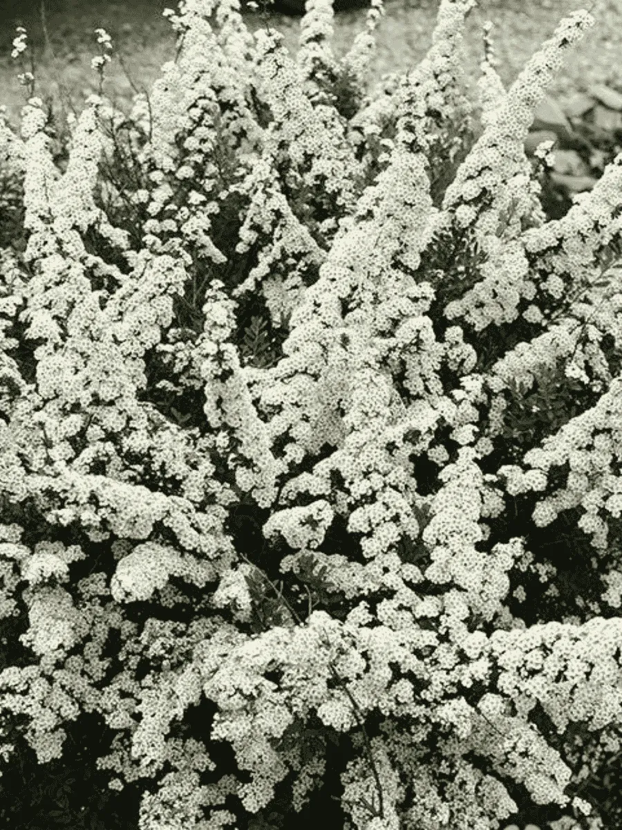 Спирея ниппонская Snowmound Спирея ниппонская Snowmound