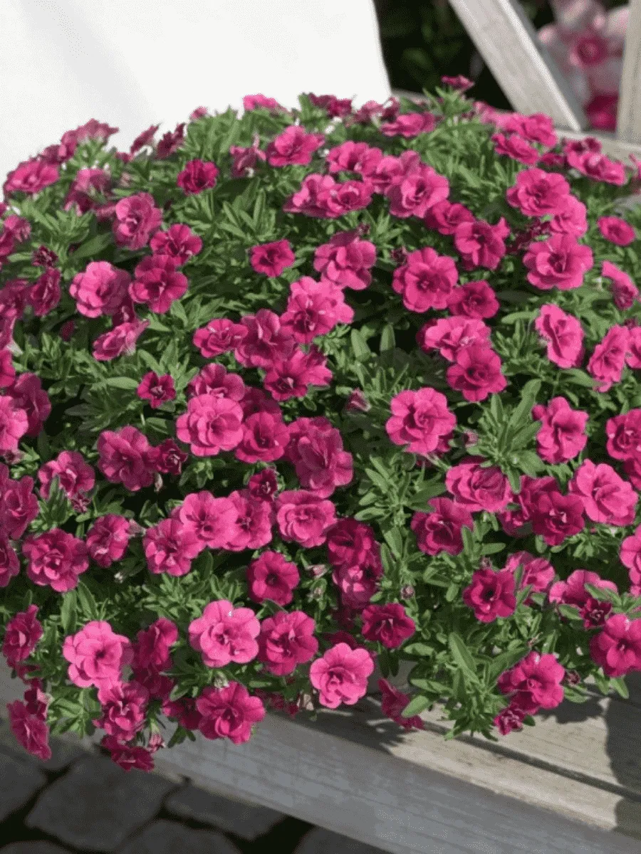 Калибрахоа Oro Double Magenta