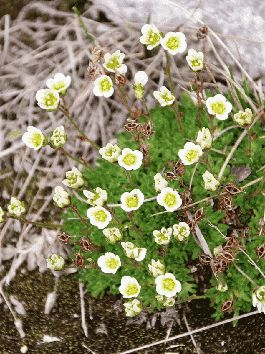 Камнеломка дернистая