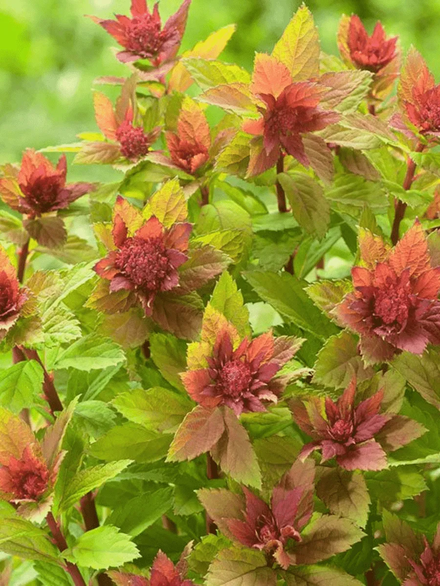 Спирея японская Sparkling Champagne