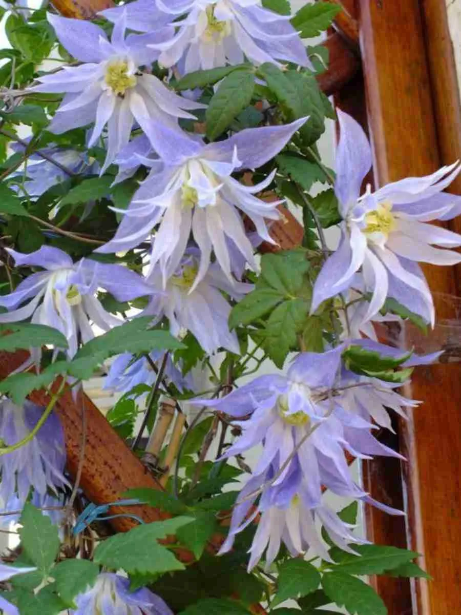 Клематис гибридный Maidwell Hall