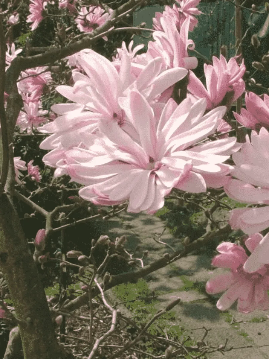 Магнолия звёздчатая Rosea Магнолия звёздчатая Rosea