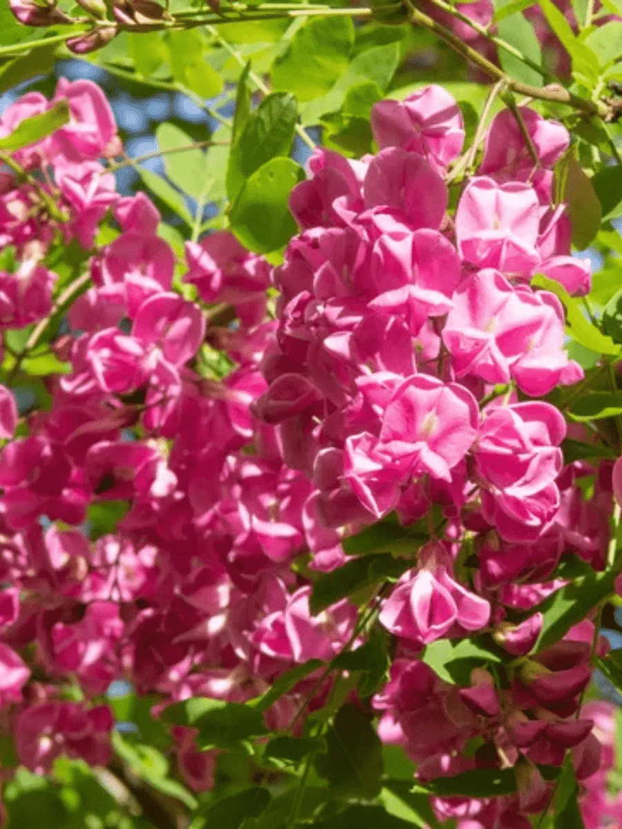 Робиния ложноакация Pink Cascade Робиния ложноакация Pink Cascade