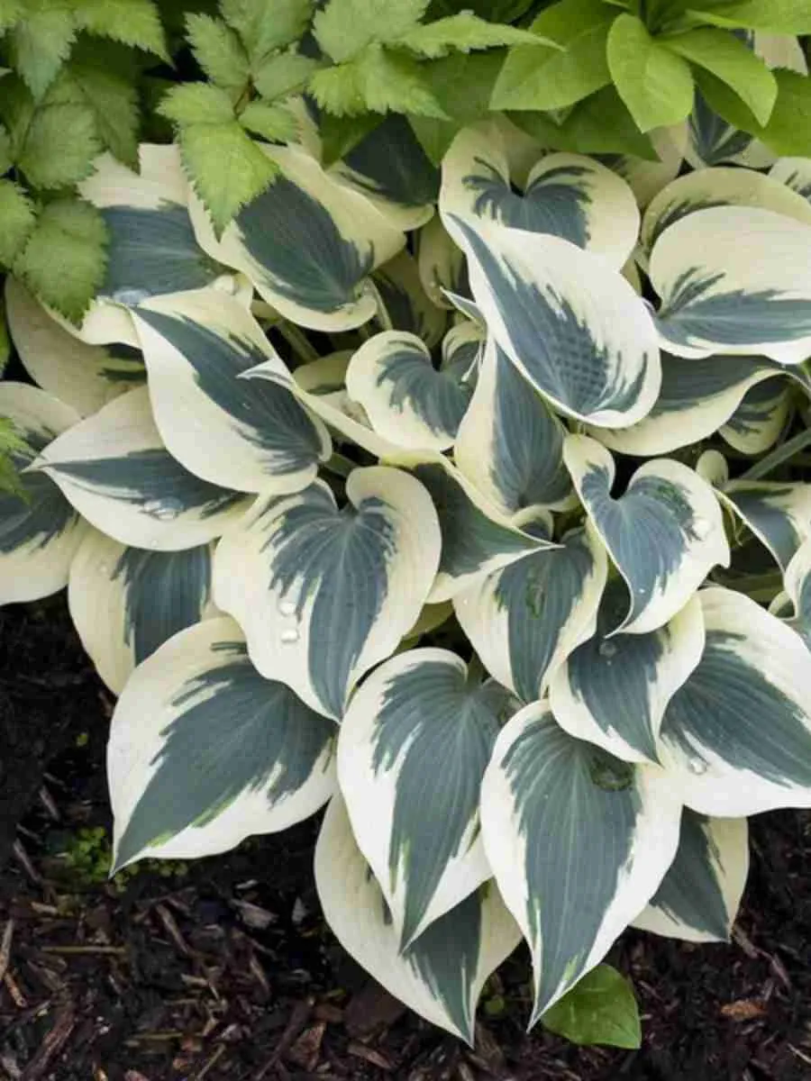 Хоста Blue Ivory