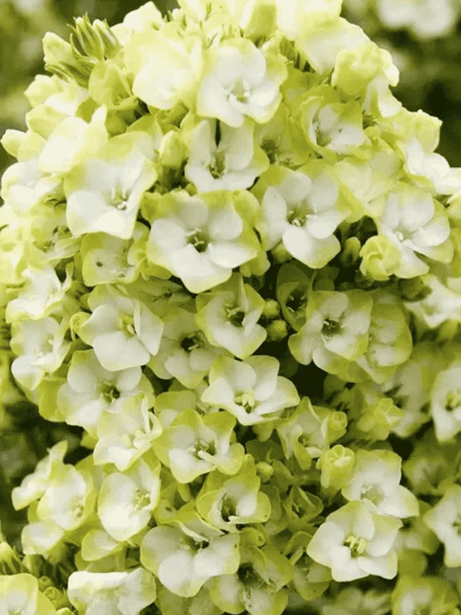 Флокс метельчатый Babje Leto