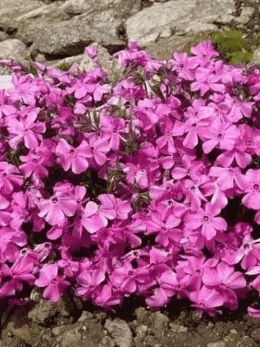 Флокс столоносный 'Millstream'