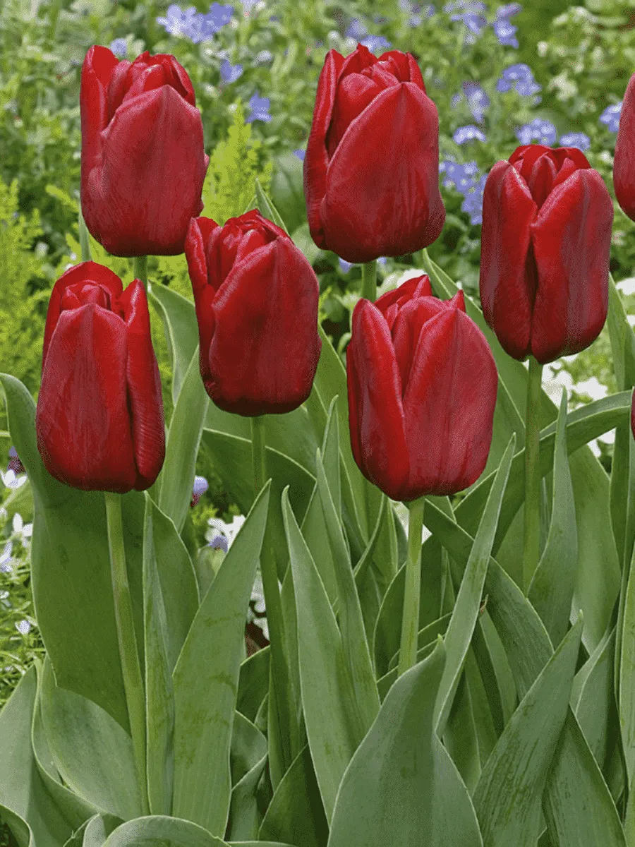 Тюльпан триумф Seadov