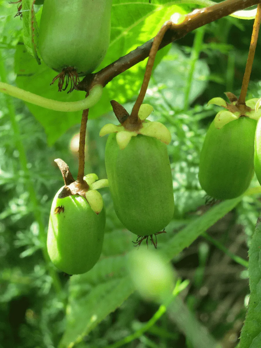 Актинидия Аргута Эстафета Актинидия Аргута Эстафета