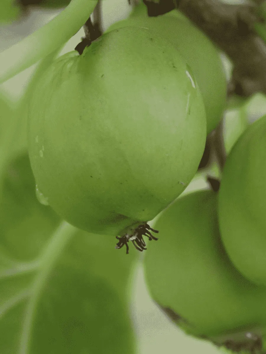 Актинидия Аргута  Chang Bai Giant Актинидия Аргута  Chang Bai Giant