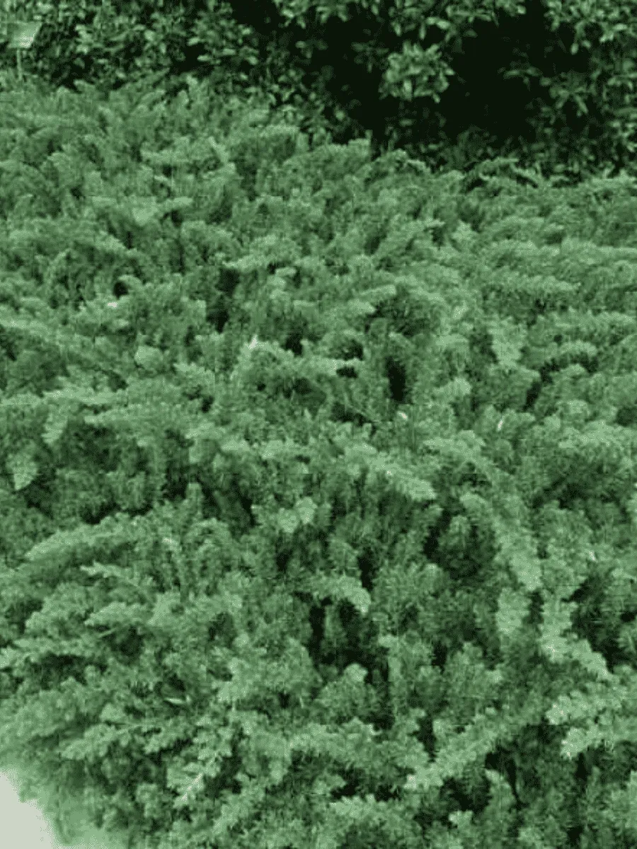 Можжевельник прибрежный  Emerald Sea