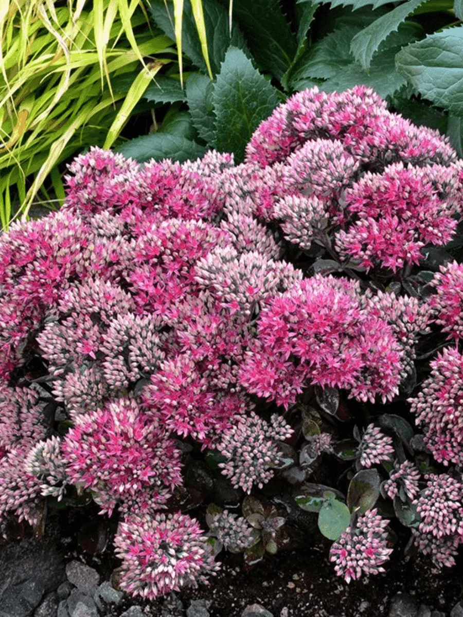 Очиток большой Seduction Hot Rose Dark Stems