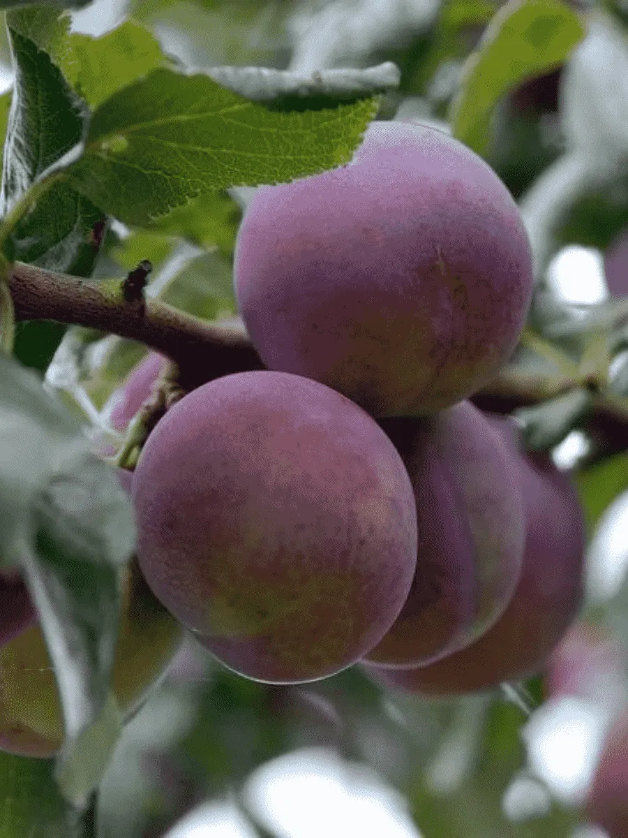 Слива домашняя Болховчанка Слива домашняя Болховчанка