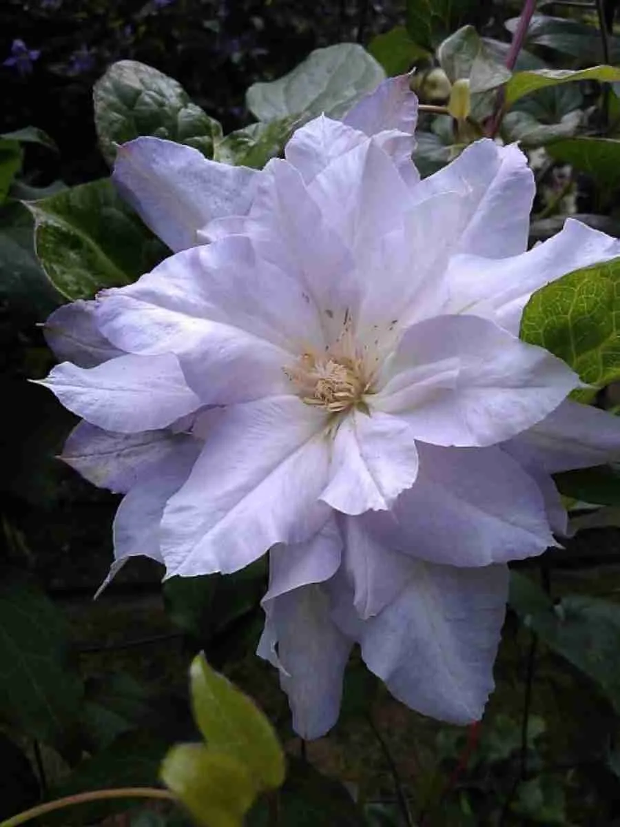 Клематис гибридный Halina Noll Клематис гибридный Halina Noll