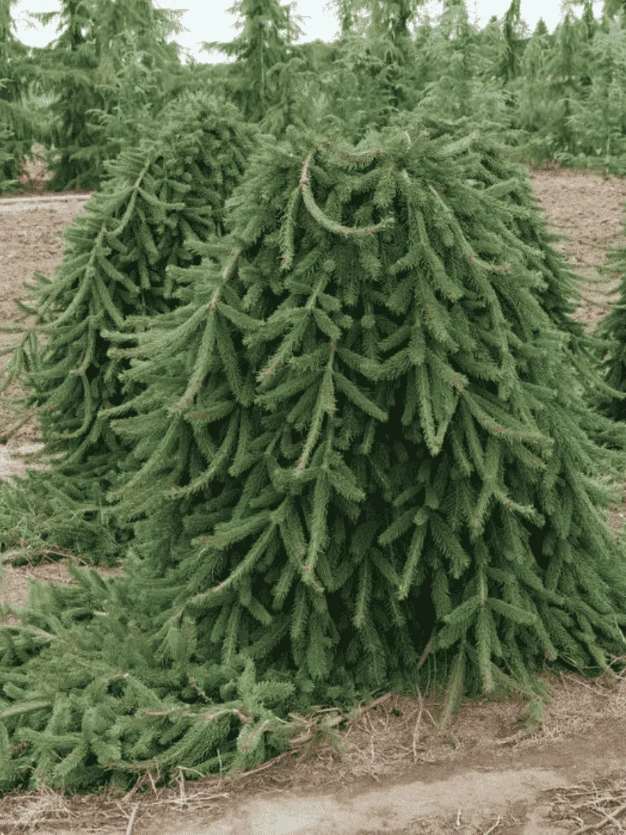 Ель обыкновенная Frohburg Ель обыкновенная Frohburg