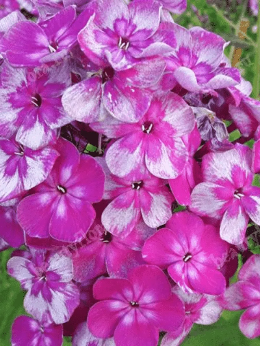 Флокс метельчатый Конек Горбунок