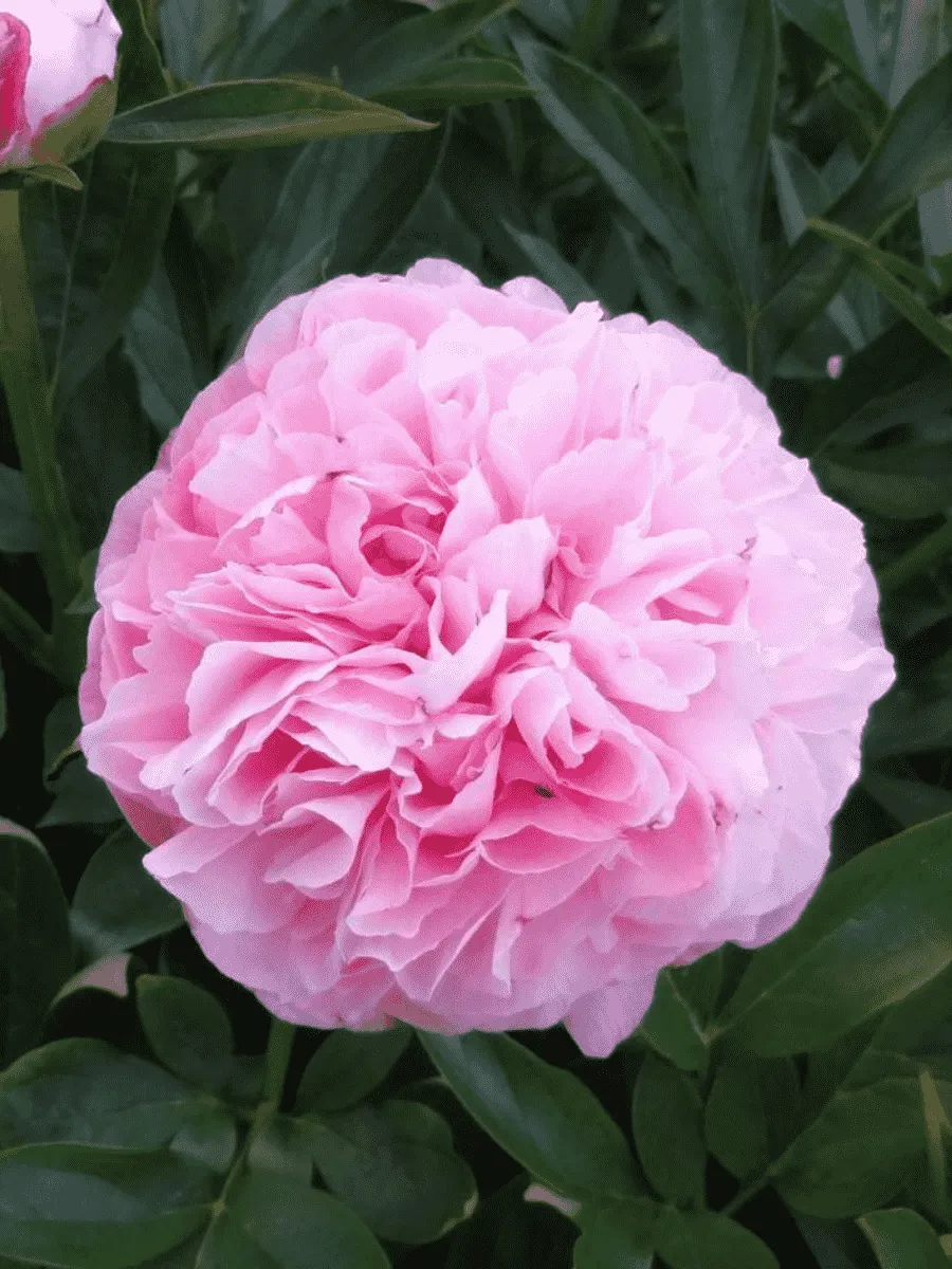 Пион Молочноцветковый Cotton Candy