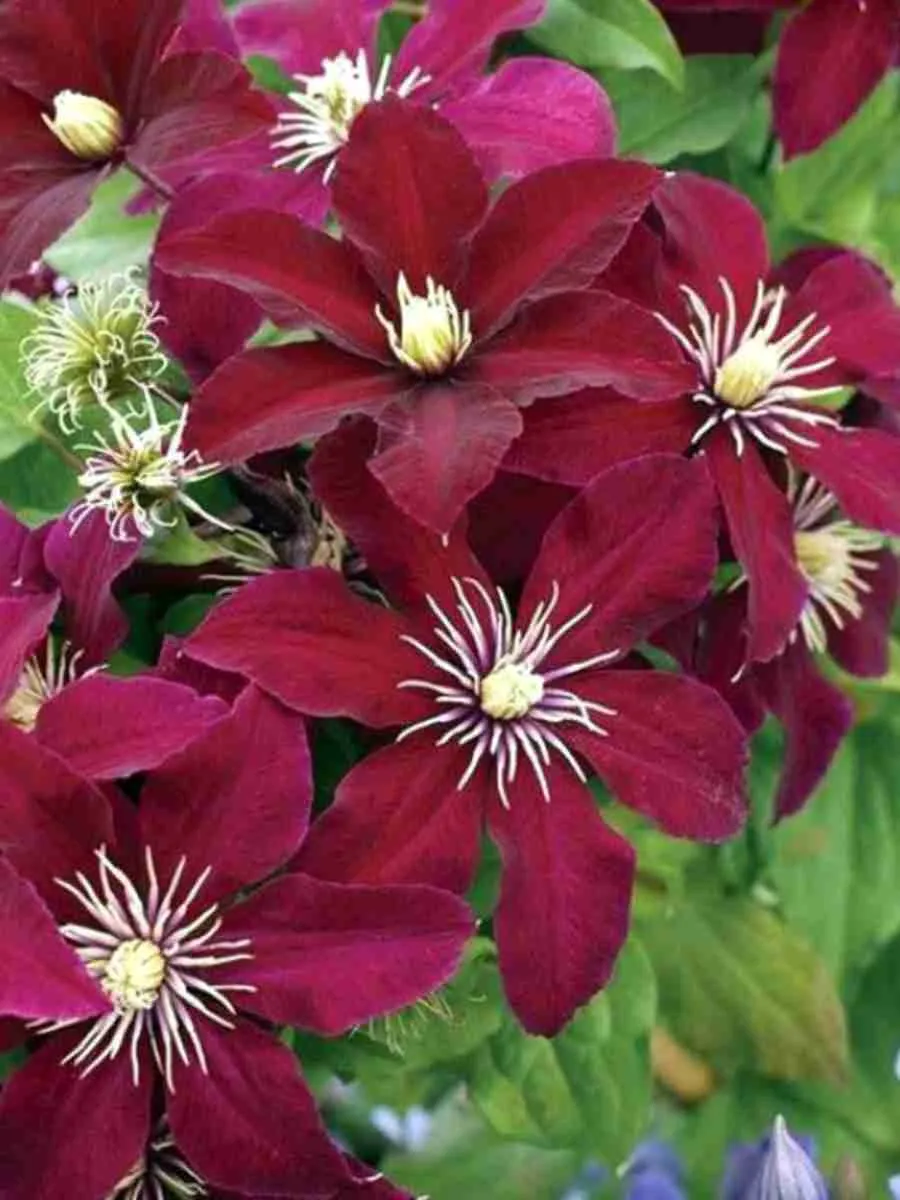 Клематис гибридный Niobe