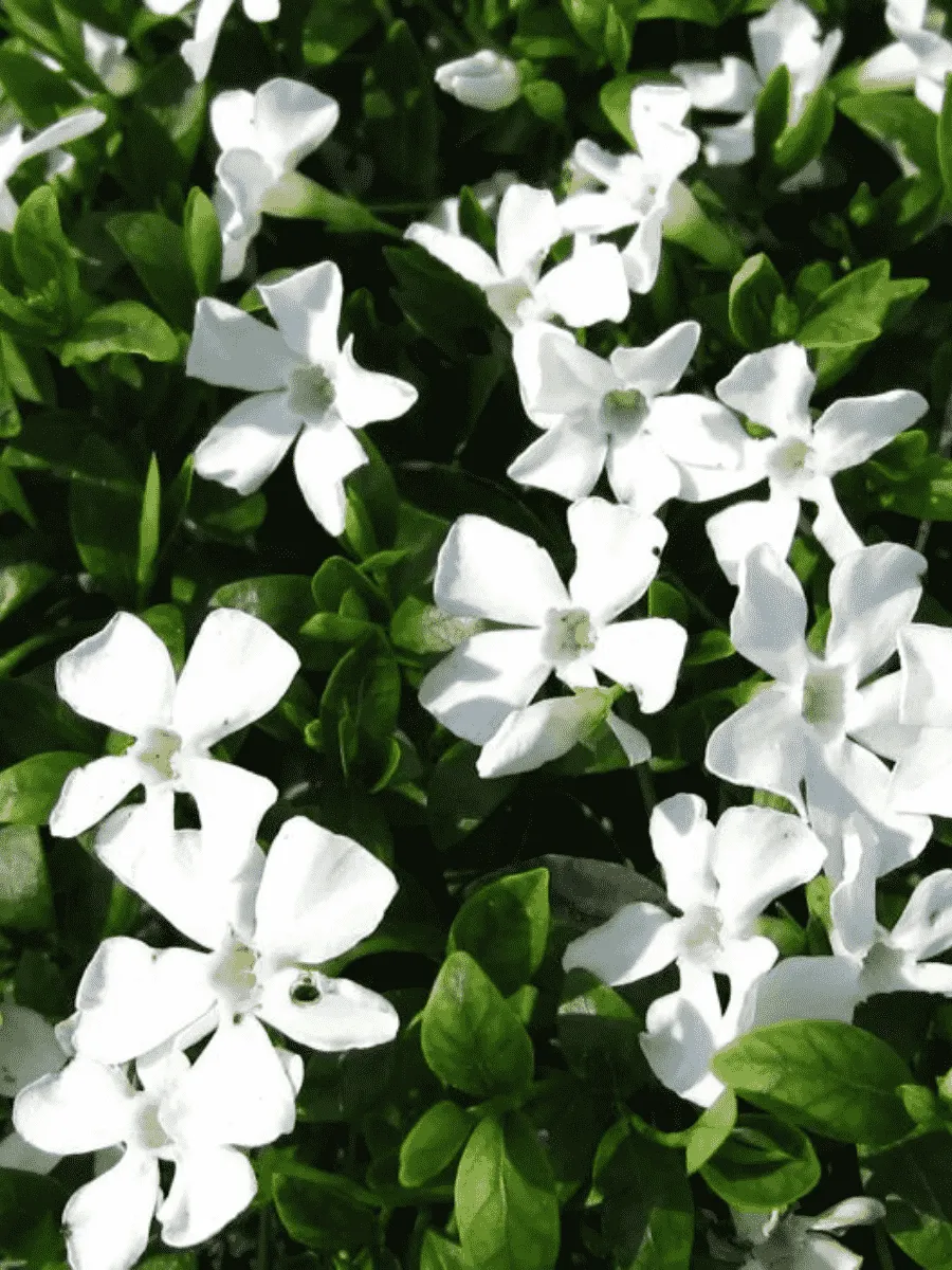 Барвинок малый Gertrude Jekyll