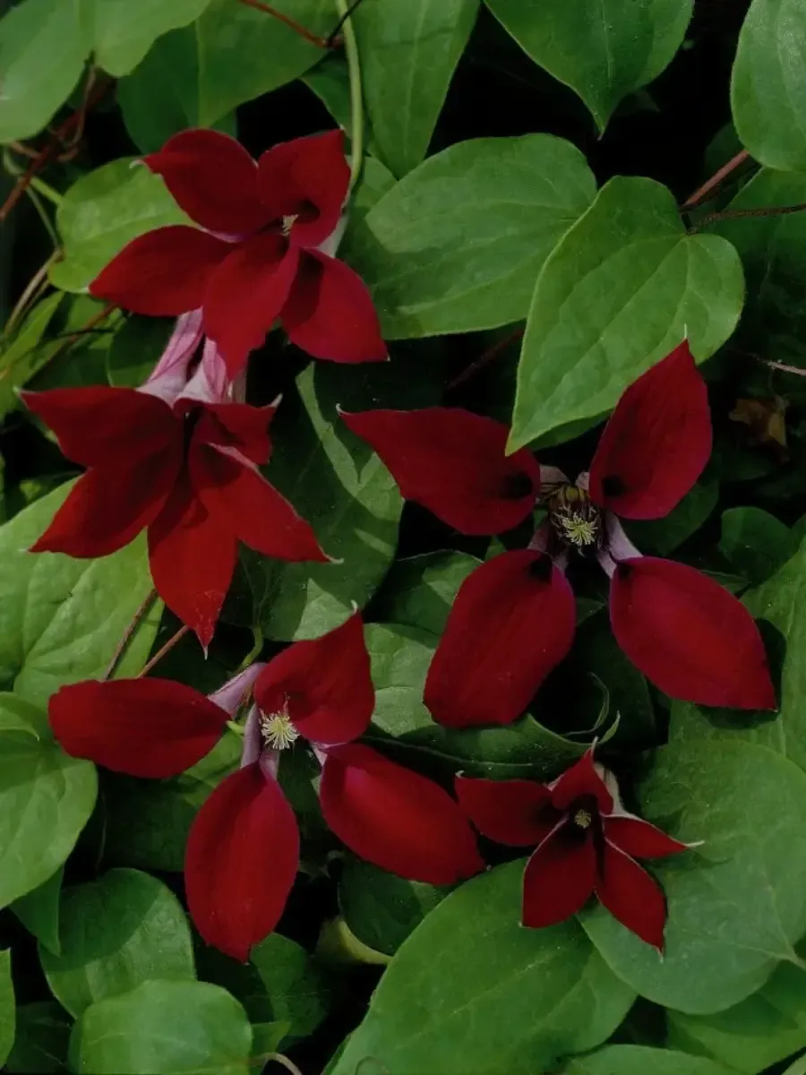 Клематис Gravetye Beauty