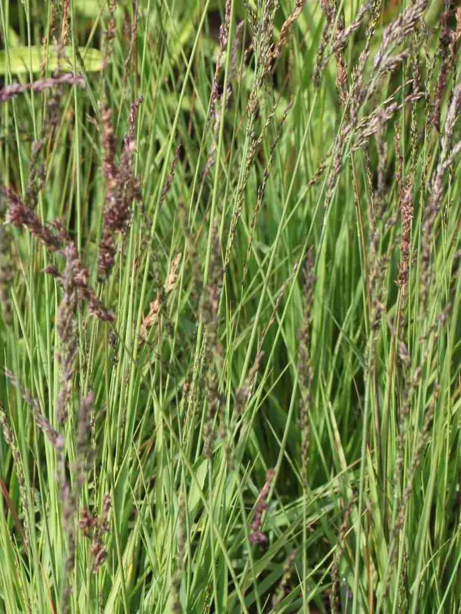 Молиния голубая Igel