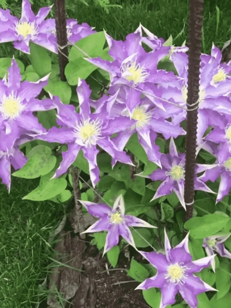 Клематис Thyrislund