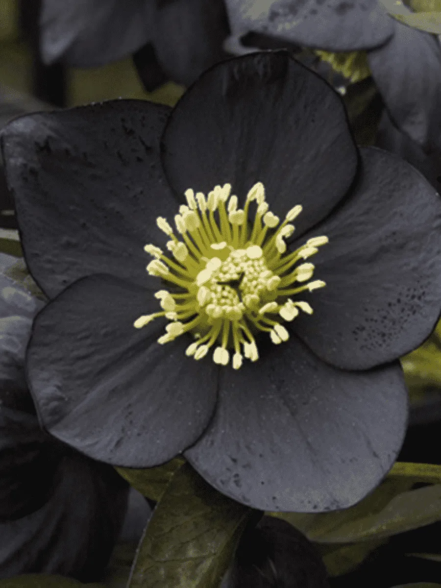 Морозник черный