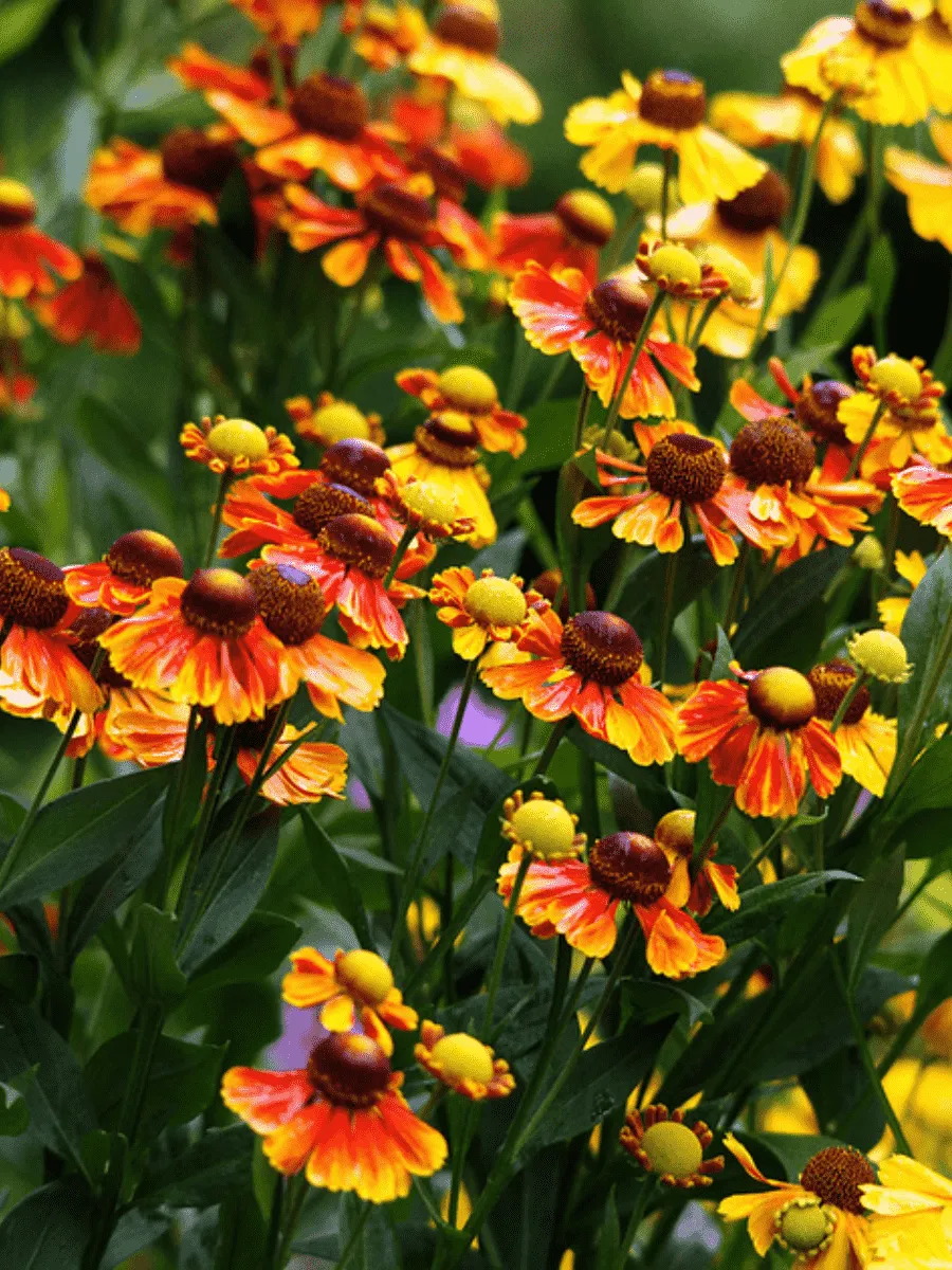 Гелениум Гелениум