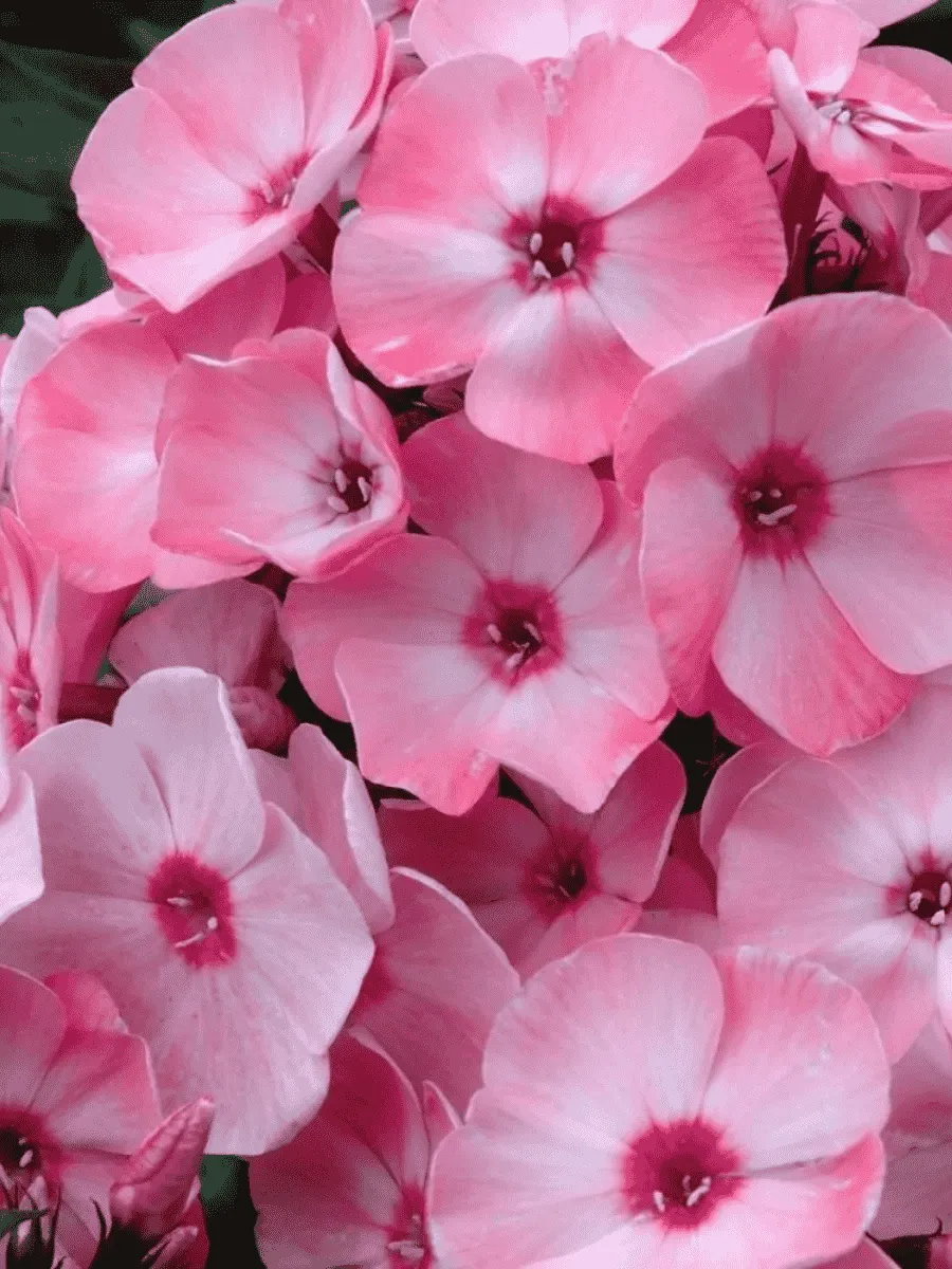 Флокс метельчатый Милена