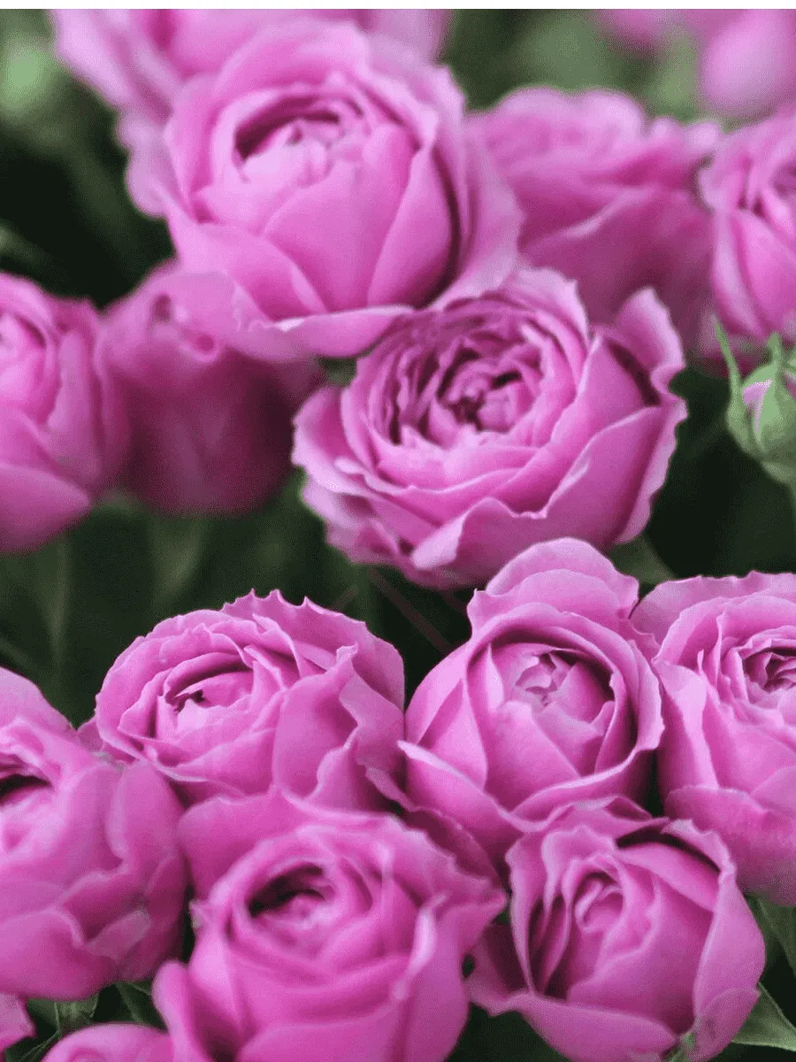 Роза спрей Misty Bubbles Роза спрей Misty Bubbles