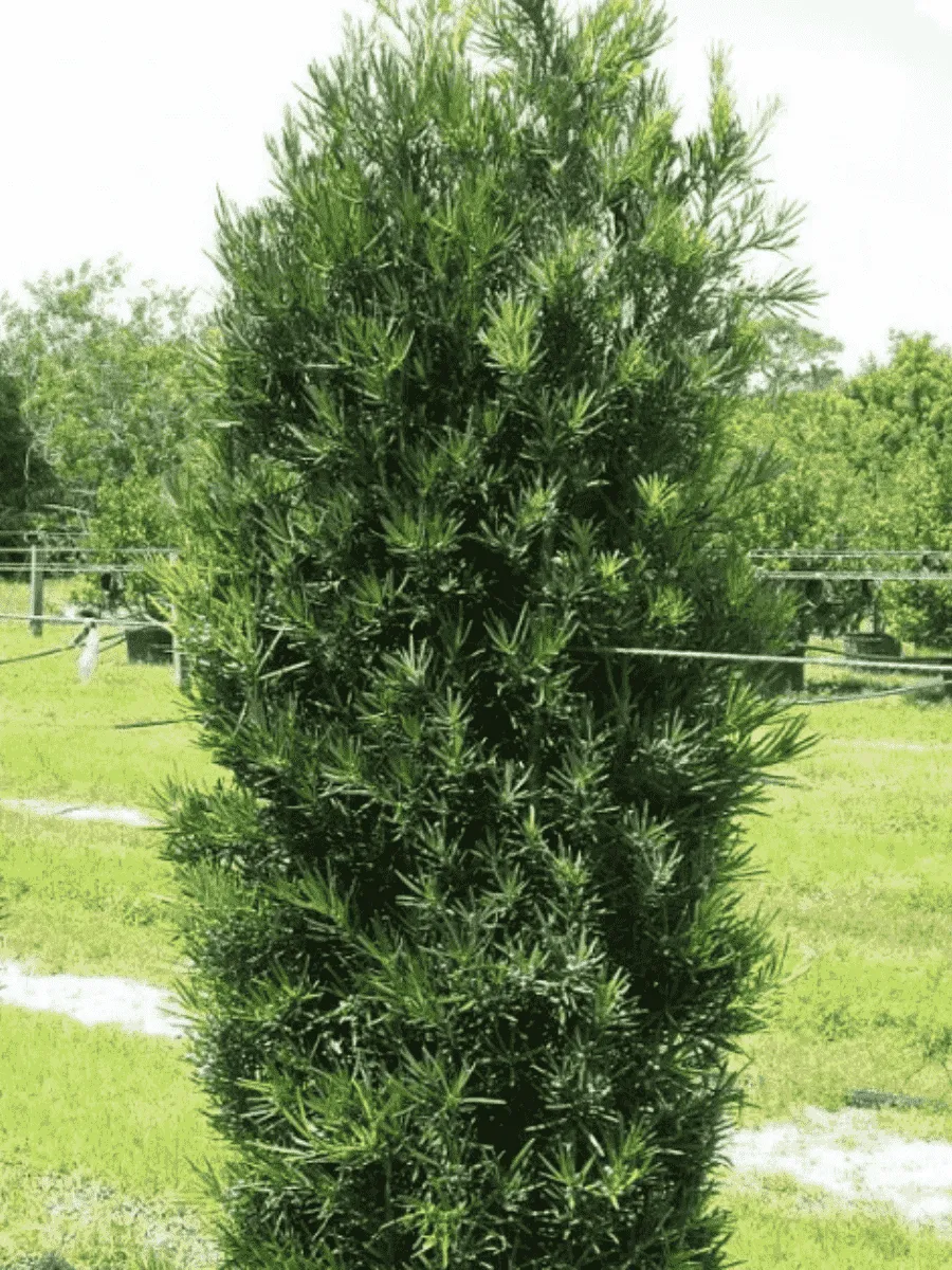Тис средний Green Rocket Тис средний Green Rocket