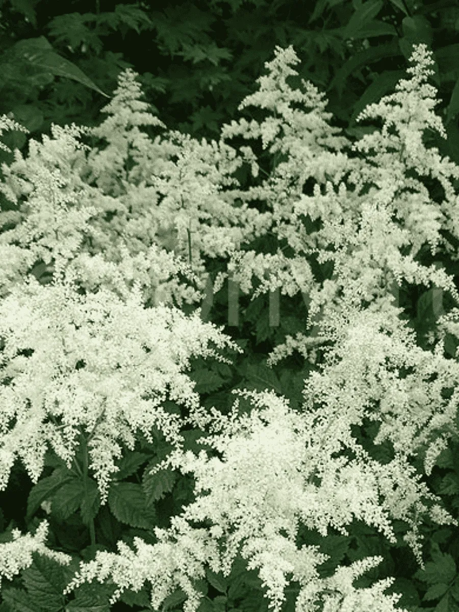 Астильба Арендса Brautschleier Астильба Арендса Brautschleier