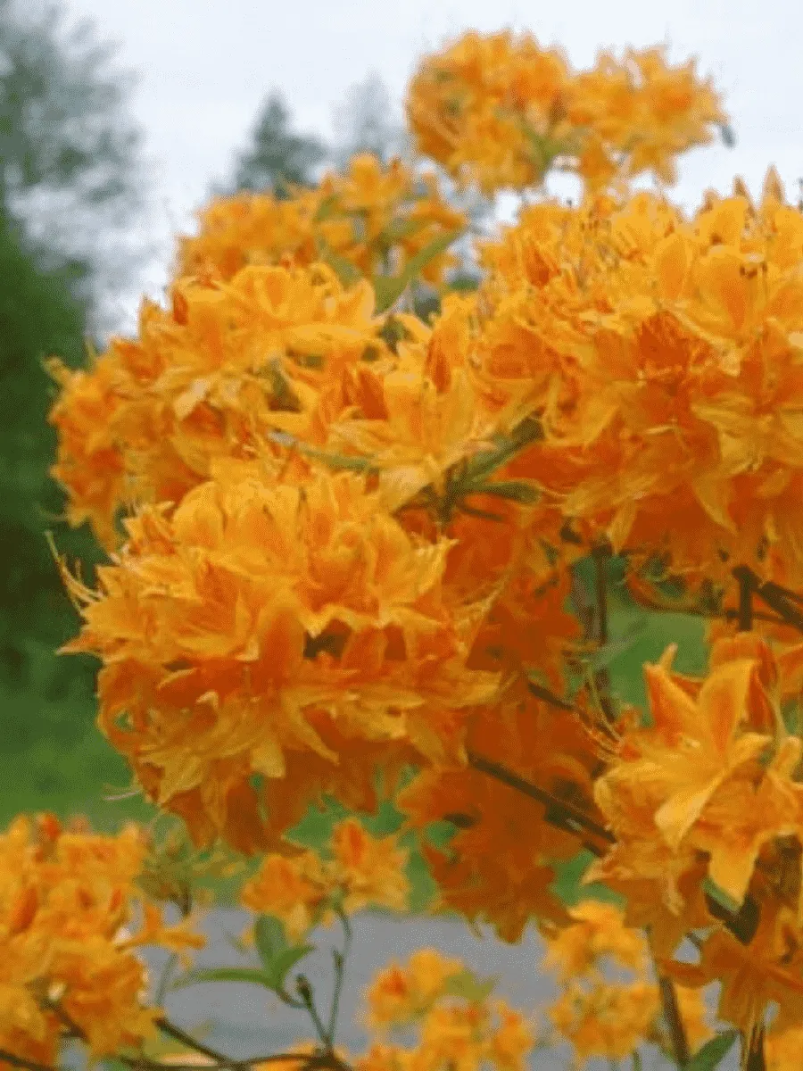 Азалия гибридный Golden Lights Азалия гибридный Golden Lights