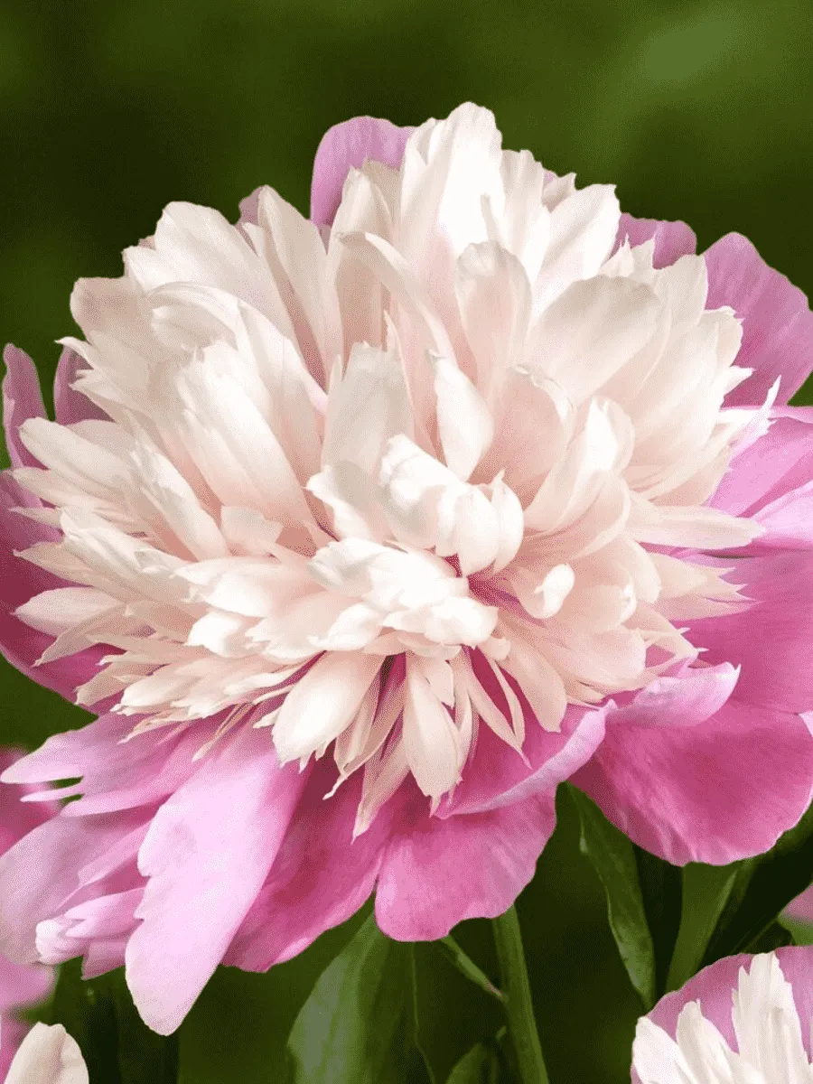 Пион Молочноцветковый Lady Liberty