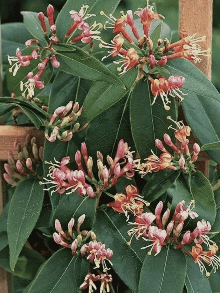 Жимолость Генри Жимолость Генри