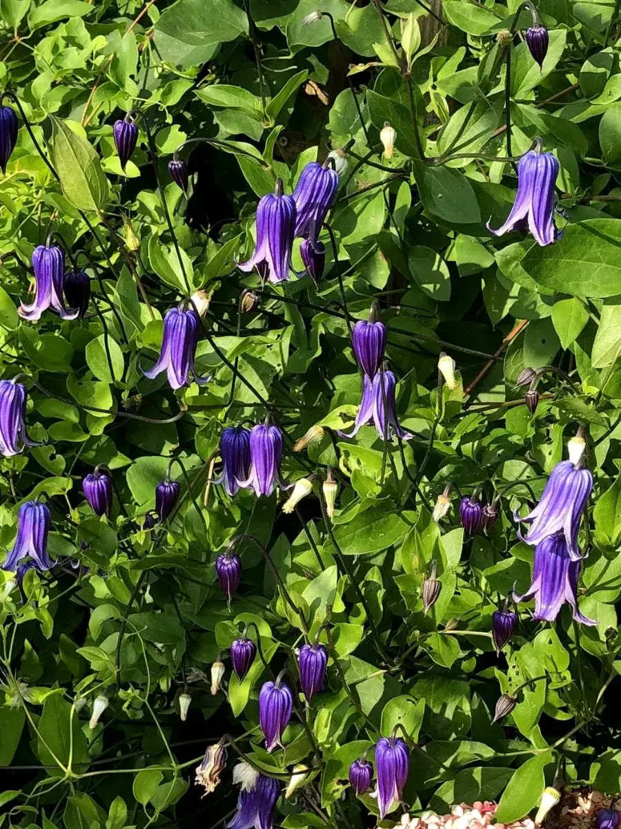 Клематис Rooguchi